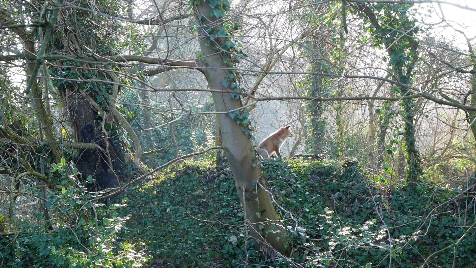 renard-1536x864 renard-1536x864
